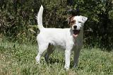 PARSON RUSSEL TERRIER 152